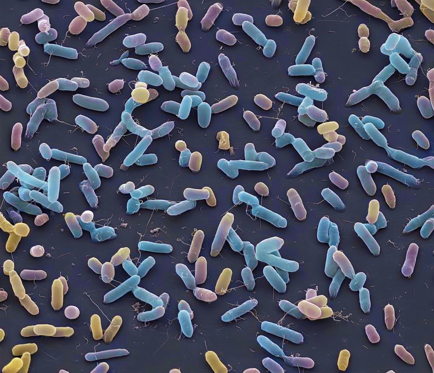 život pod mikroskopem