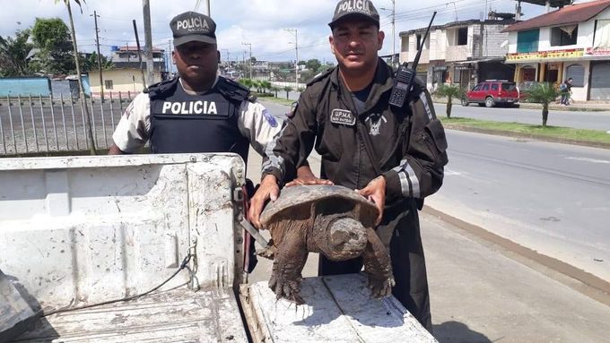 Policie v Ekvádoru zajistila například tuto Kajmanku Dravou