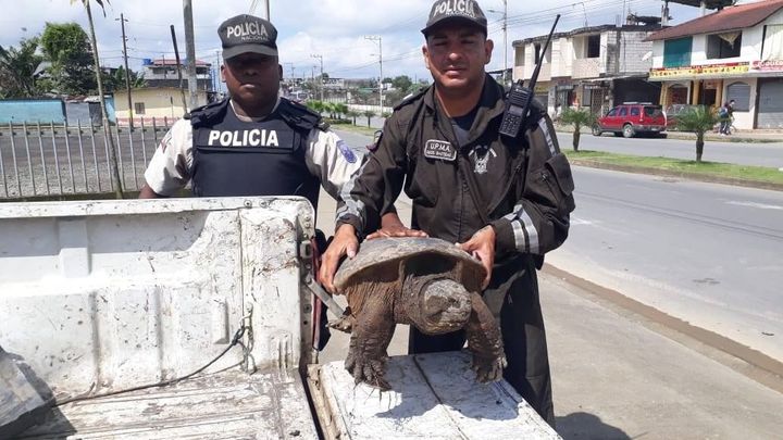 Interpol při zátahu na pašeráky zabavila přes 15 tisíc zvířat po celém světě