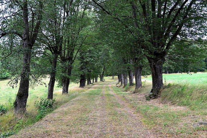 Lipová alej v Bohumilicích (okres Prachatice, Jihočeský kraj). Letos na přelomu července a srpna roku 2013 jsme pobývali na dovolené nedaleko jihočeského Vimperka a toulali se i po širším okolí. Při jedné z vycházek jsme za horkého letního odpoledne procházeli Bohumilickou alejí vedoucí do nedalekých Bošic. Stinné stromořadí s téměř osmdesáti lípami nám skýtalo nejen úkryt před žhavým sluncem, ale také krásné výhledy do krajiny. Zjistili jsme, že stromy byly nedávno odborně ošetřeny a kouzelné místo doplněno citlivě mobiliářem pro odpočinek a informační tabuli. Krásný zážitek to jen umocnilo. Jak to tak po sobě přehlížím, není to žádný poutavý příběh. Určitě se jich však hodně v Bohumilické aleji za těch 150 roků, co existuje, odehrálo. Jen kdyby vzrostlé stromy mohly vyprávět. Já jsem byl pouze okouzlen a stal se součástí jejího novodobého příběhu a přeji si, aby byl co nejdelší.