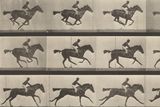 Eadweard Muybridge se do historie fotografie zapsal tím, že jako první dokázal zachytit rozfázovaný pohyb. Podařilo se mu to v roce 1878. (Snímek nese v angličtině název  Animal Locomotion, Plate 626) a je nyní ve sbírkách National Gallery of Art ve Washingtonu, která umožnila jeho volné užití prostřednictvím Wikimedia Commons.