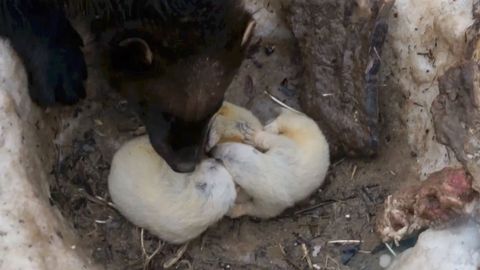 Roztomilá mláďata rosomáků. Tajný porod překvapil ošetřovatele v brněnské zoo