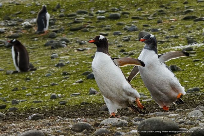 Finalisté soutěže Comedy Wildlife Photography Awards 2019