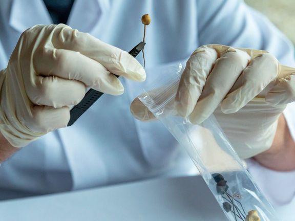 Léčba psychedeliky je na vzestupu.