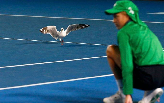 Australian Open, den třetí (racek)