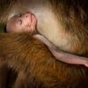 Wildlife Photographer of the Year 2024