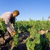 Beaujolais - nepoužívat, jednorázové svolení vlastníka