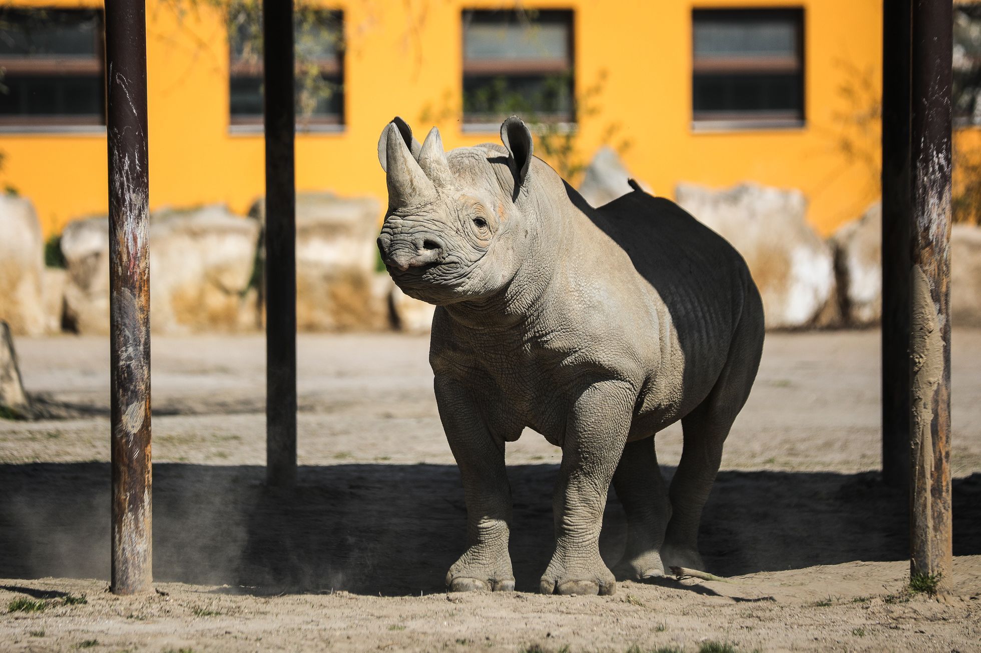 Uzavřená Zoo Dvůr Králové kvůli nouzovému stavu