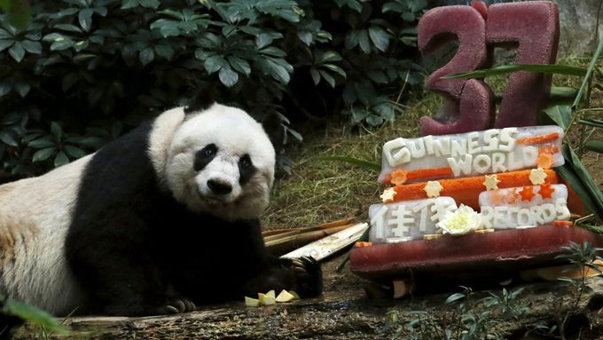 Čínská panda Ťia-ťia se v hongkongské zoo dožila 37 let, čímž se stala vůbec nejstarší pandou žijící v zajetí a dostala se do Guinessovy knihy rekordů.