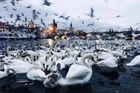 Evropský unikát: V centru Prahy zimuje asi 800 labutí