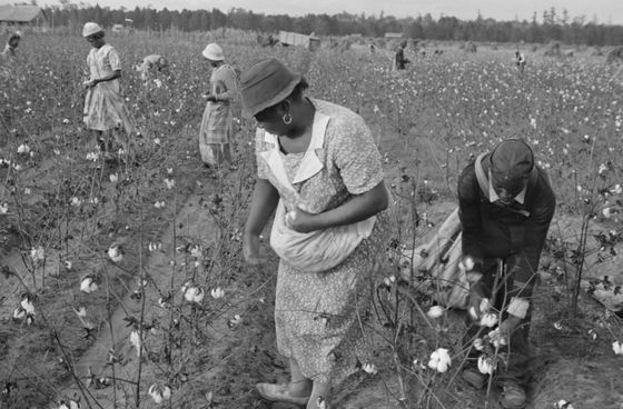 Sběr bavlny na plantáži v Arkansasu, 1935.