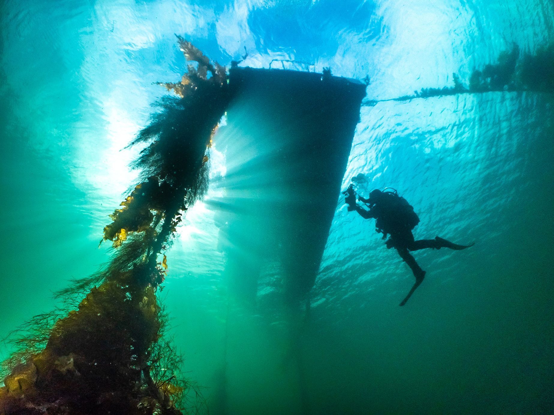 Vítězové soutěže Underwater Photographer of the Year 2021