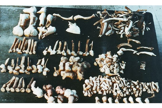 Lidské kosti nalezené na pozemku sériového vraha Karla Denke, Ziębice (bývalý Münsterberg), 1924 nebo později, důkaz masových vražd. Kolorováno