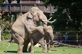 Janita přišla do pražské zoo v roce 2012 společně s mladší Tamarou ze Srí Lanky.