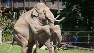 Janita přišla do pražské zoo v roce 2012 společně s mladší Tamarou ze Srí Lanky.