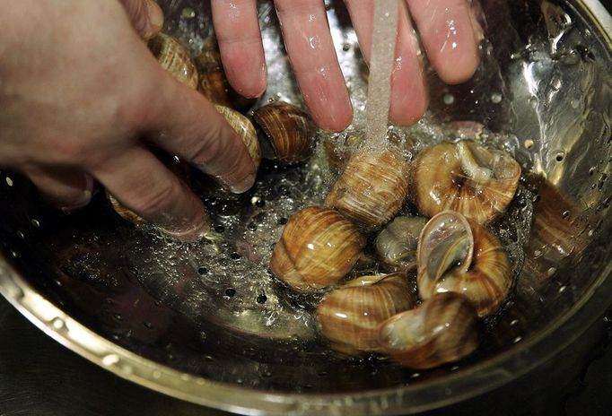 Jean Pierre Erlenmyer, chef at the Pfalzhotel Asselheim in Gruenstadt, southwestern Germany, prepares snails 26 June 2007. The snails (helix pomatia) coming from the "Pfalzschnecke" snail breeding farm can reach a length up to 10 centimeters and a weight of about 30 grams each. AFP PHOTO DDP/TORSTEN SILZ GERMANY OUT