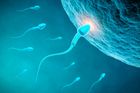 Vědci našli údajně nejstarší zkamenělou spermii na světě
