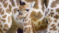 V Safari Parku Dvůr Králové nad Labem se narodilo mládě žirafy Rothschildovy