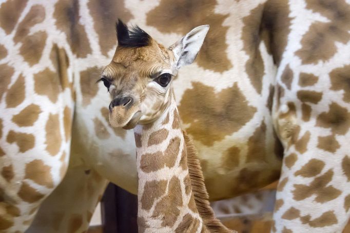 V Safari Parku Dvůr Králové nad Labem se narodilo mládě kriticky ohrožené žirafy Rothschildovy.