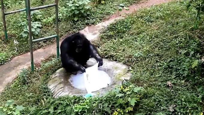 Osmnáctiletý šimpanz Jü-chuej si vypral tričko, napodoboval ošetřovatelku.