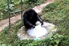 Šimpanz se naučil prát tričko, použil kartáč i mýdlo. Odkoukal to od chovatelky