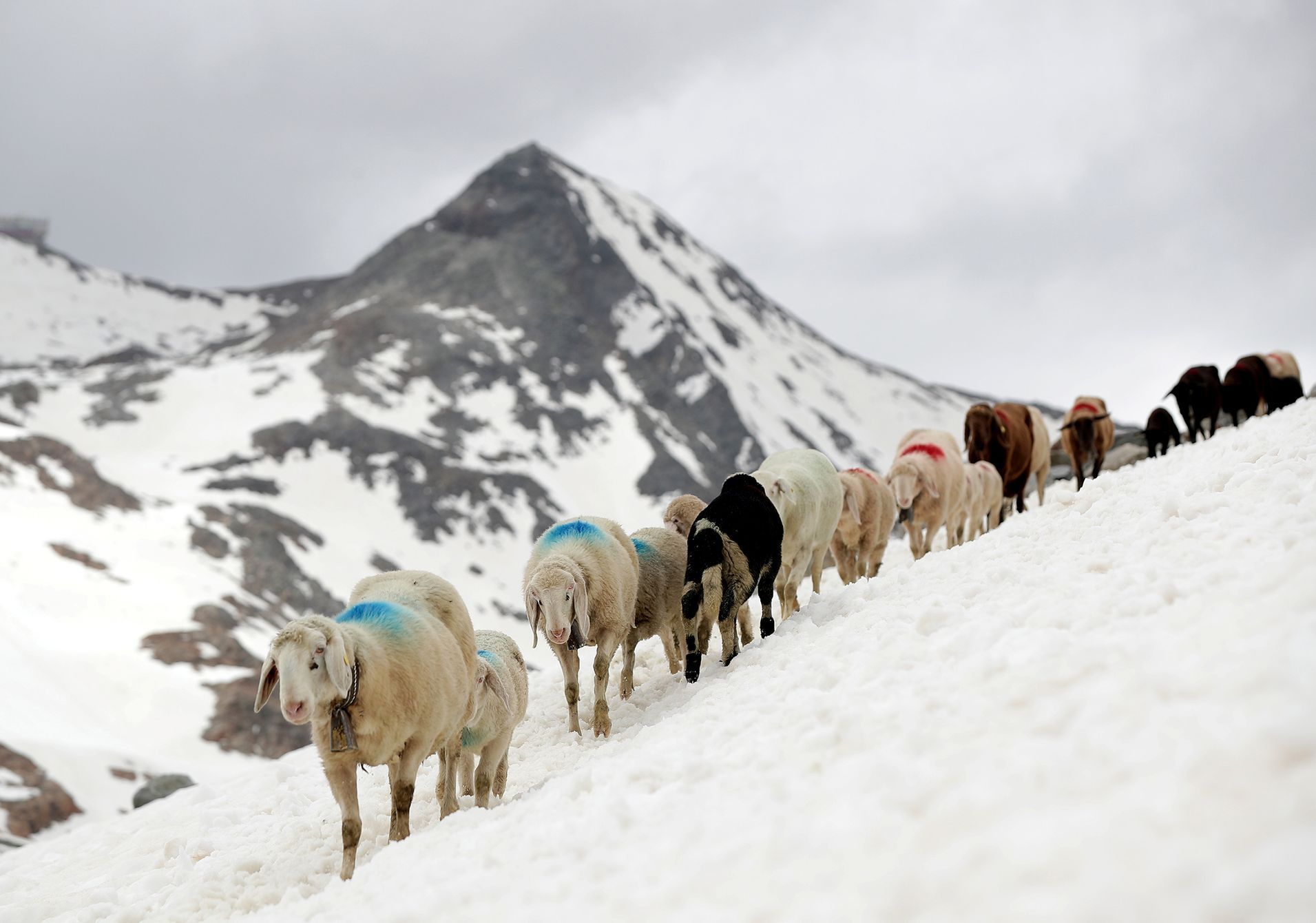 Fotogalerie / Ovce v Alpách / Reuters / 7