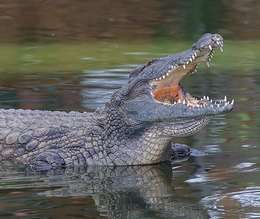 Vesničané v Indonésii ulovili nenasytného krokodýla.