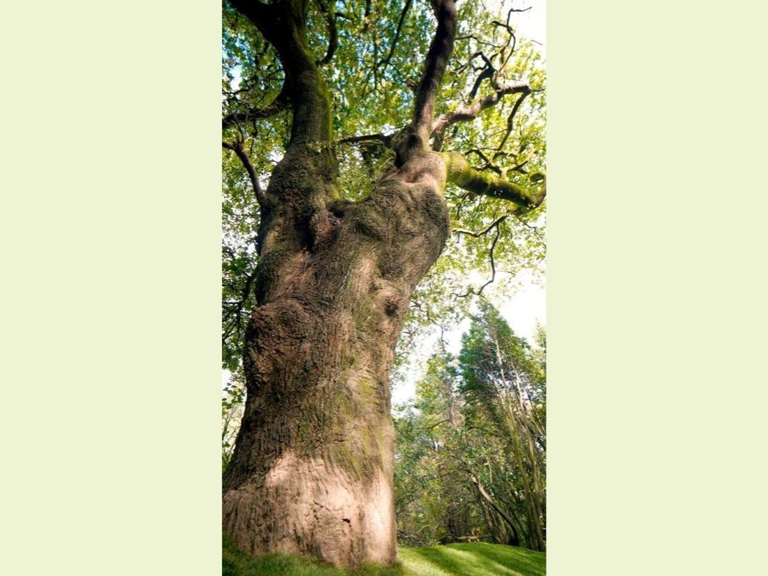 Evropský strom roku - finále -  Španělsko - Dub z Bosque