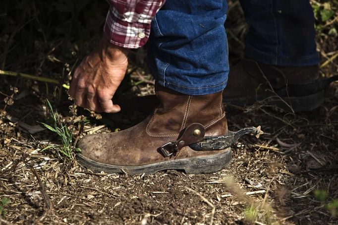 Alon, an Israeli cowboy, fixes his boot as he tends cattle on a ranch just outside Moshav Yonatan, a collective farming community, about 2 km (1 mile) south of the ceasefire line between Israel and Syria in the Golan Heights May 2, 2013. Cowboys, who have been running the ranch on the Golan's volcanic rocky plateau for some 35 years, also host the Israeli military, who use half of the cattle farm, 20,000 dunams (5,000 acres), as a live-fire training zone. Israel captured the Golan Heights from Syria in the 1967 Middle East war and annexed the territory in 1981, a move not recognized internationally. Picture taken May 2, 2013. REUTERS/Nir Elias (ENVIRONMENT ANIMALS SOCIETY) ATTENTION EDITORS: PICTURE 19 OF 27 FOR PACKAGE 'COWBOYS OF THE GOLAN HEIGHTS' SEARCH 'COWBOY GOLAN' FOR ALL IMAGES Published: Kvě. 29, 2013, 10:08 dop.