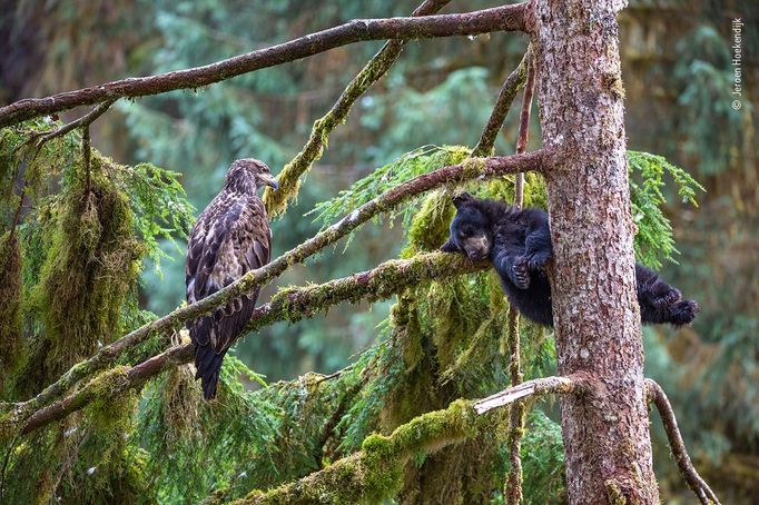 Wildlife Photographer of the Year, nominace na cenu veřejnosti