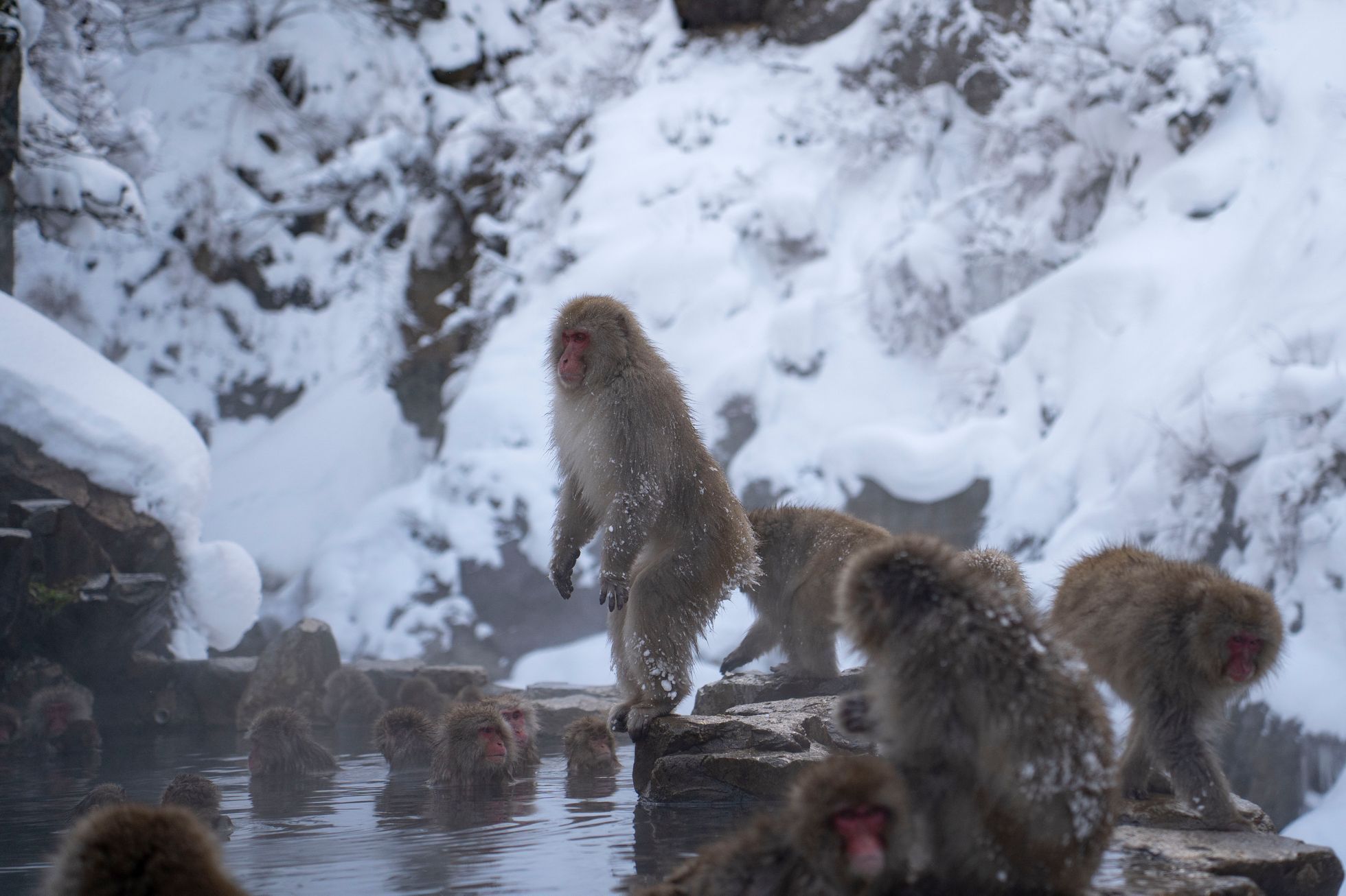 japonsko lyžování hakuba