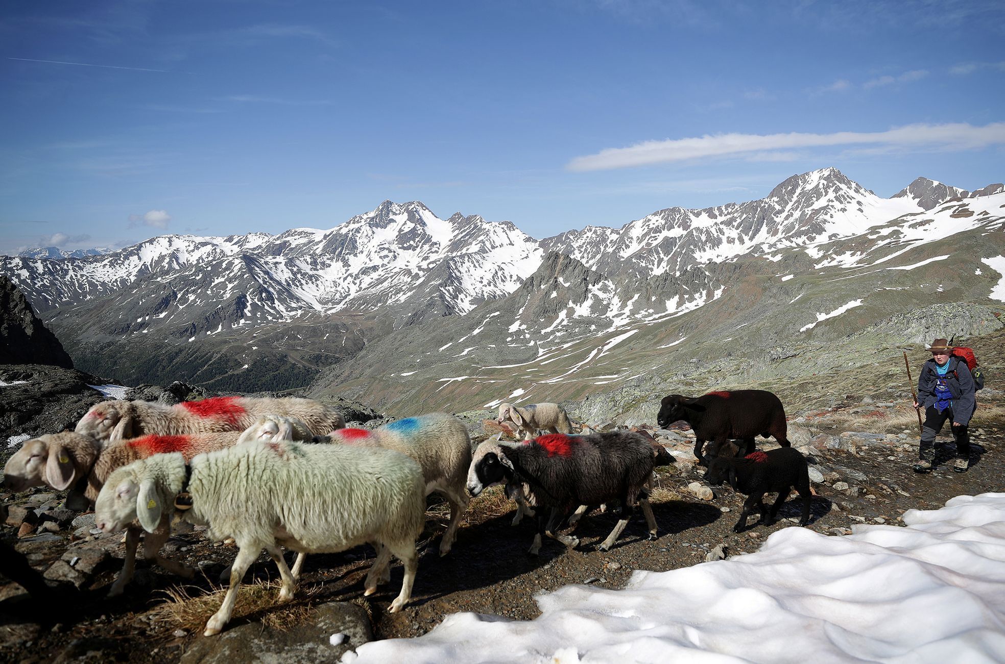 Fotogalerie / Ovce v Alpách / Reuters / 15