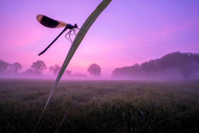 Luminar Bug Photography Awards 2020