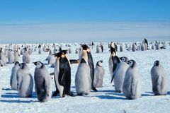 Tučňák císařský čelí kvůli změnám klimatu vyhynutí