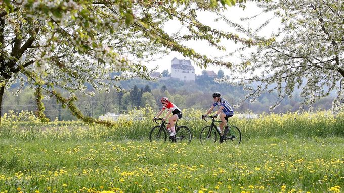 Rozkvetlé třešně a pampelišky ve švýcarském Schinznach-Dorfu. V pozadí za cyklisty se vypíná hrad Wildegg.