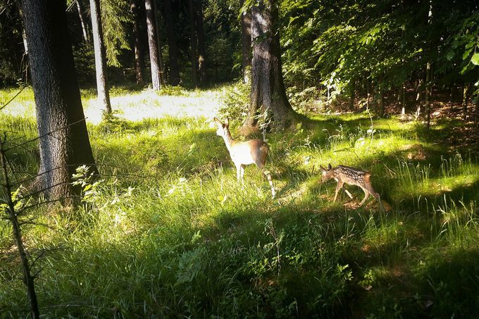 Srnka se srnčetem. Záběr z fotopasti instalované na území CHKO - Jizerské hory. Nedatováno.