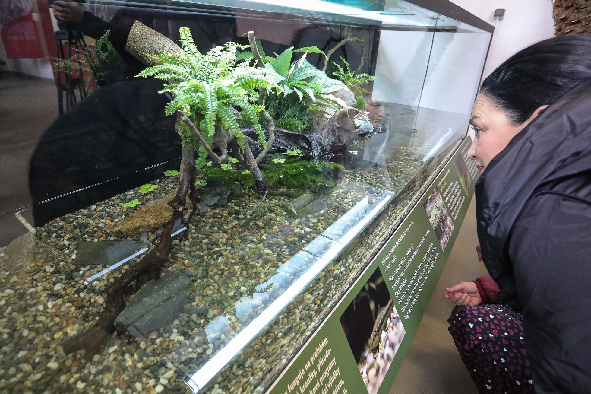 Výstava květin Předjaří, Pražský Hrad