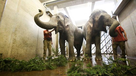 Foto: Na stromu ze Staroměstského náměstí už si "pochutnávají" zvířata v pražské zoo. Moc jim nejede