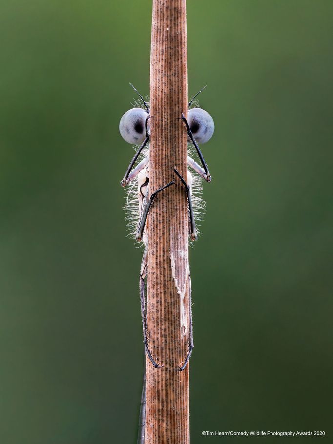 Vítězné snímky ze soutěže Comedy Wildlife Photography Awards 2020