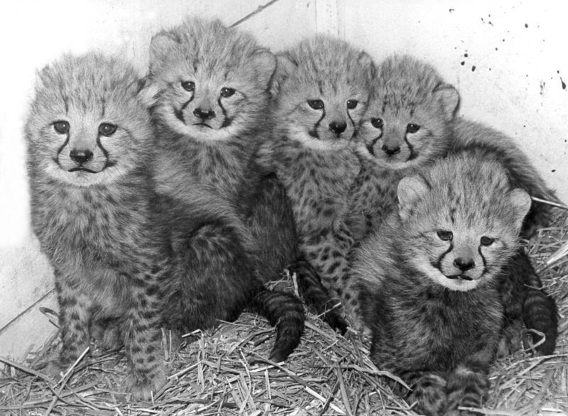 Z historie pražské zoo