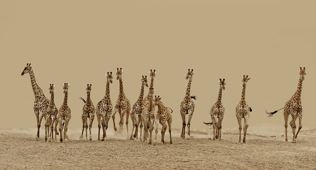 Fotogalerie: Sony World Photography Awards 2013 - Shortlist highlights - Open / Ne pro články!!!