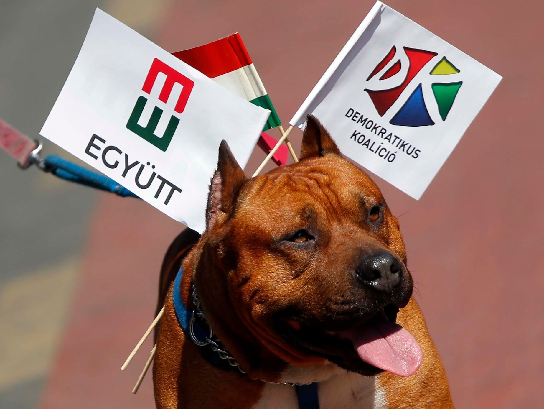 A dog carries flags of parties in Hungary's leftist opposition alliance, during an election rally in Budapest