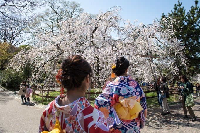 Hanami, Japonsko