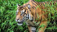 Zoo Praha chová tygry téměř od svého založení. Rok po otevření, v roce 1932, přišel z Hagenbeckova cirkusu kříženec tygra ussurijského a bengálského – samec Bengali a tygřice Mitau. První tygři sumaterští se v zoo objevili v roce 1958 a první mládě se narodilo v roce 1971.