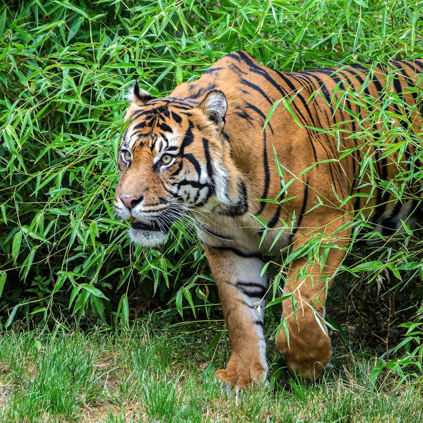 Zoo, Praha, tygr sumaterský, Velká Británie, Achilles