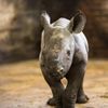 Nové mládě nosoroužce dvourohého v Zoo Dvůr Králové