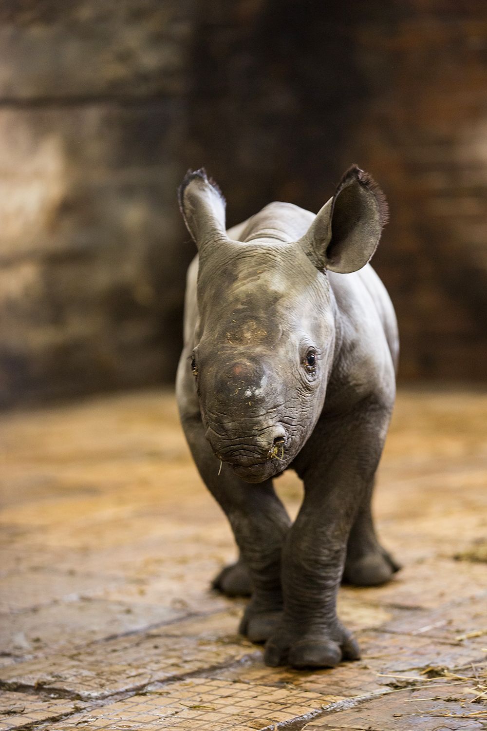 Nové mládě nosoroužce dvourohého v Zoo Dvůr Králové