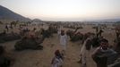 Camel herders sit in a group at Pushkar Fair in the desert Indian state of Rajasthan November 23, 2012. Many international and domestic tourists throng to Pushkar to witness one of the most colourful and popular fairs in India. Thousands of animals, mainly camels, are brought to the fair to be sold and traded. REUTERS/Danish Siddiqui (INDIA - Tags: SOCIETY ANIMALS) Published: Lis. 23, 2012, 5:43 odp.