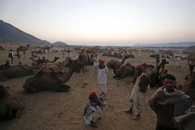 Camel herders sit in a group at Pushkar Fair in the desert Indian state of Rajasthan November 23, 2012. Many international and domestic tourists throng to Pushkar to witness one of the most colourful and popular fairs in India. Thousands of animals, mainly camels, are brought to the fair to be sold and traded. REUTERS/Danish Siddiqui (INDIA - Tags: SOCIETY ANIMALS) Published: Lis. 23, 2012, 5:43 odp.