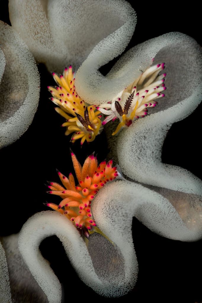 Underwater Photographer of the Year 2020 - vítězné fotografie